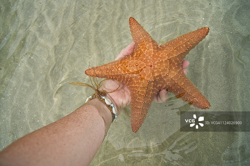 手持红色海盘车海星图片素材