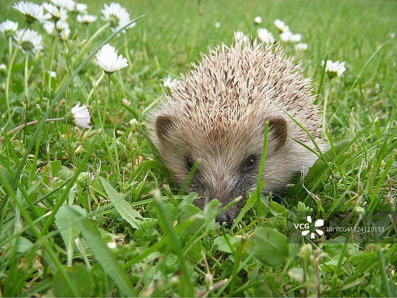 小刺猬图片素材