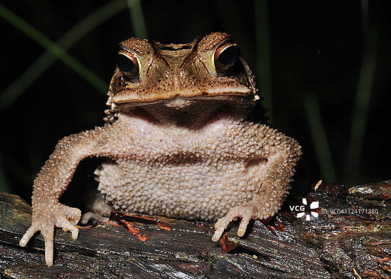 海湾沿岸蟾蜍图片素材