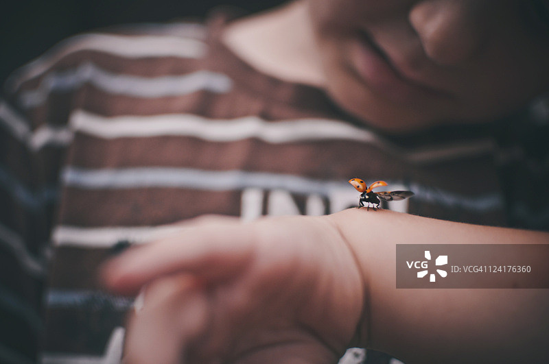 小男孩和瓢虫图片素材