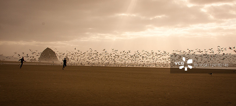 追逐海鸥图片素材