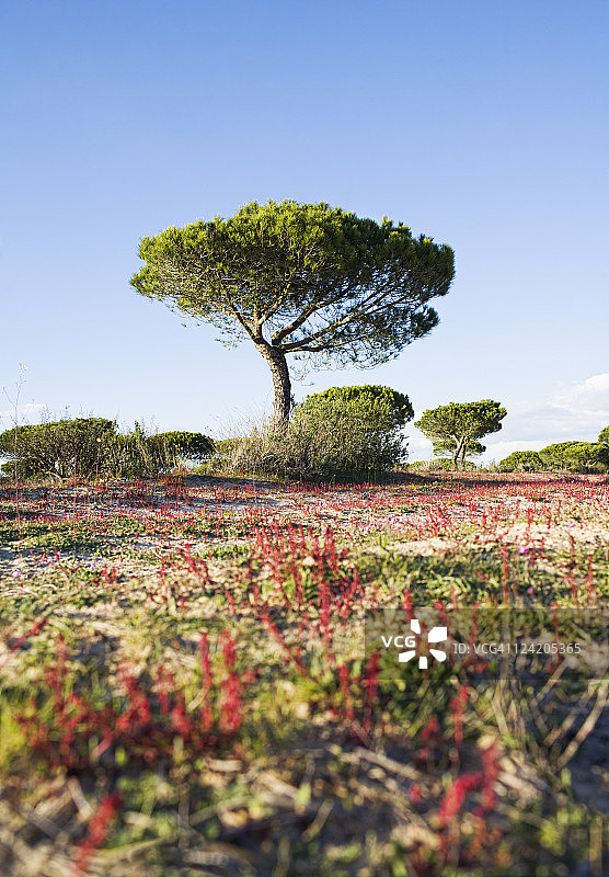 在偏远田野里生长的树图片素材