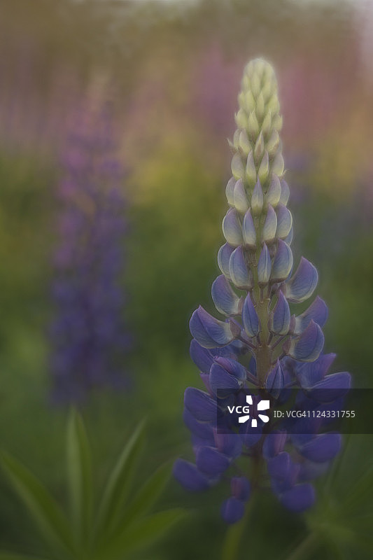 缅因州羽扇豆图片素材