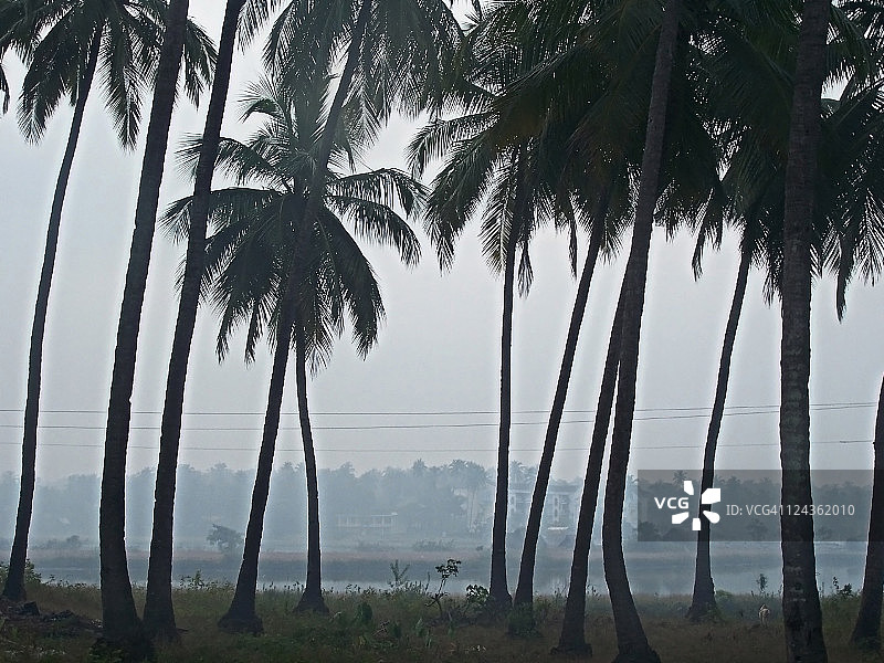 日出时分的棕榈树和河流图片素材