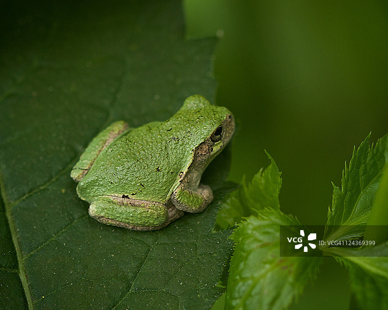 幼年树蛙图片素材