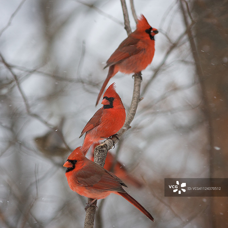 北美红雀图片素材