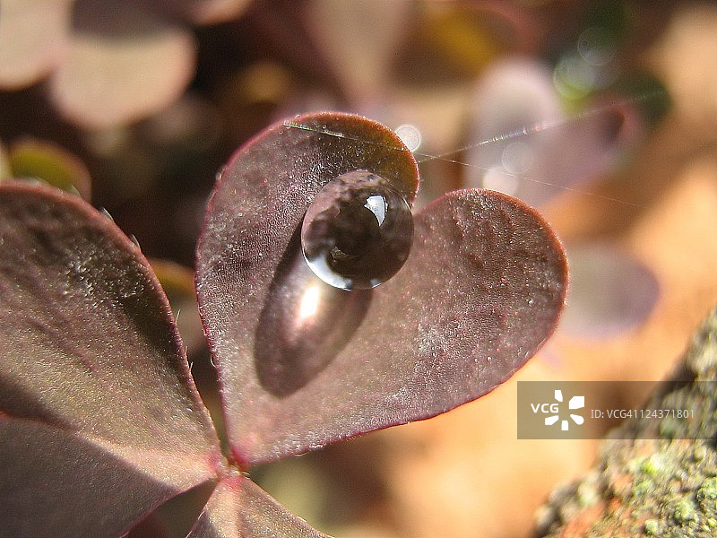 心的形状图片素材