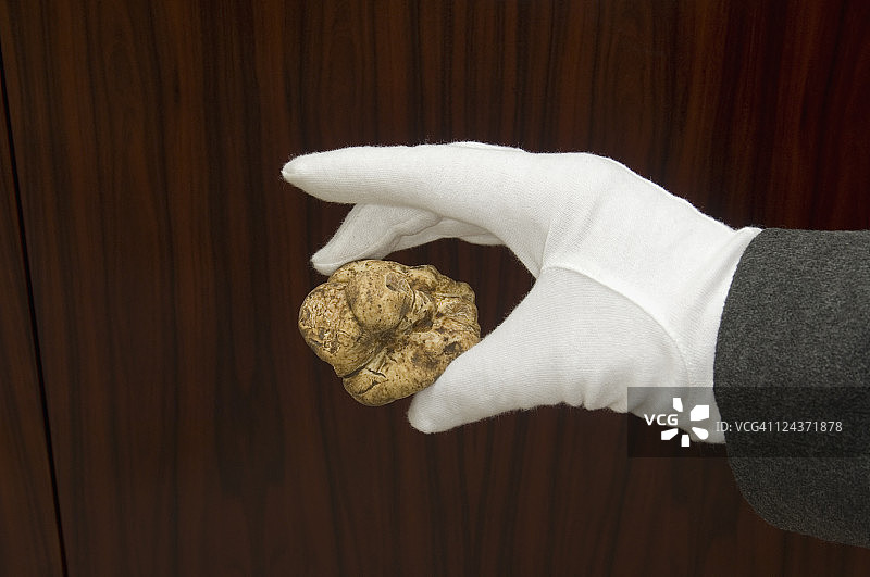 戴白色手套的手拿着大块松露图片素材