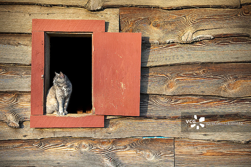 谷仓里的猫图片素材