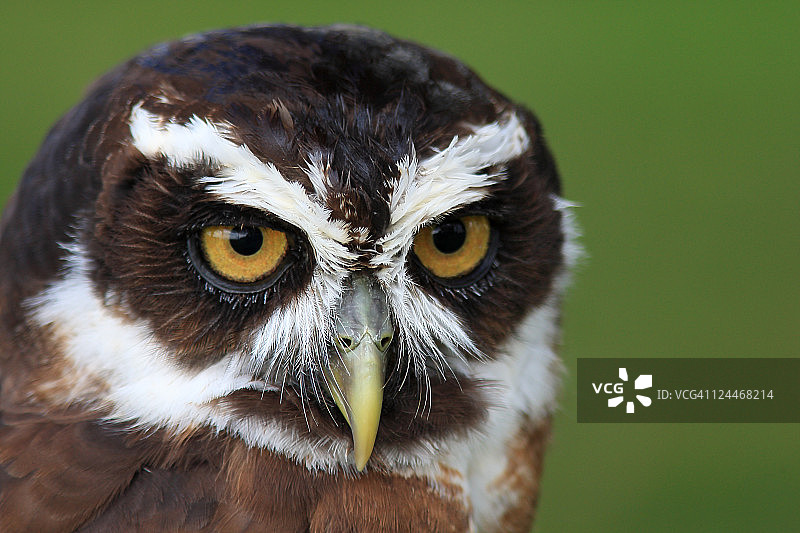 眼镜猫头鹰肖像研究图片素材