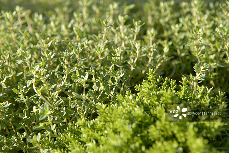 田野上新鲜百里香的特写图片素材