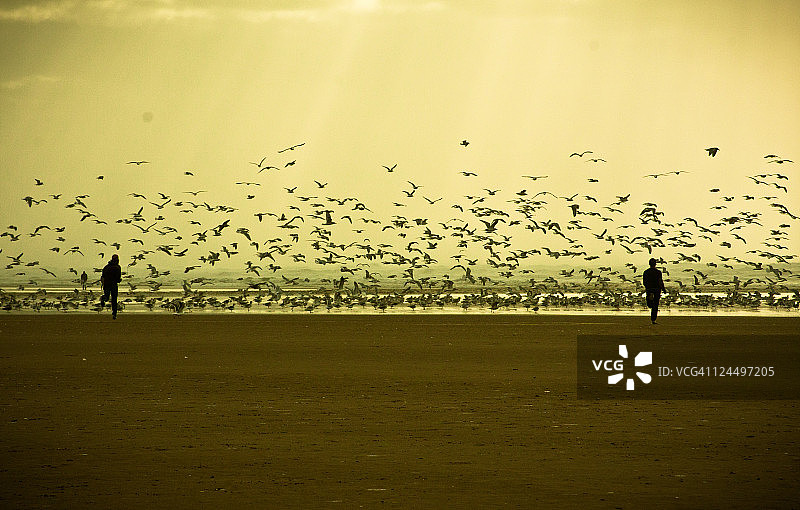 飞翔的海鸥图片素材