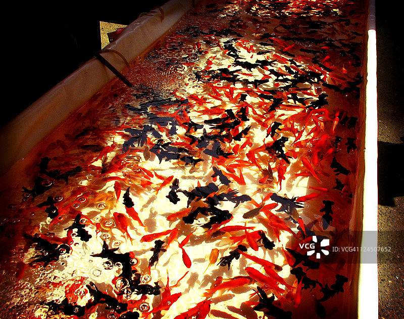 日式祭典上的捞金鱼游戏图片素材