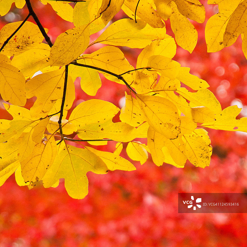 红色背景上的黄色图片素材