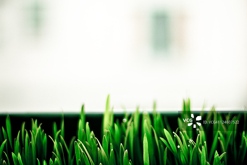 春天种植盆中生长的猫草图片素材