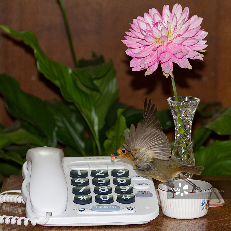 知更鸟在桌上取食图片素材