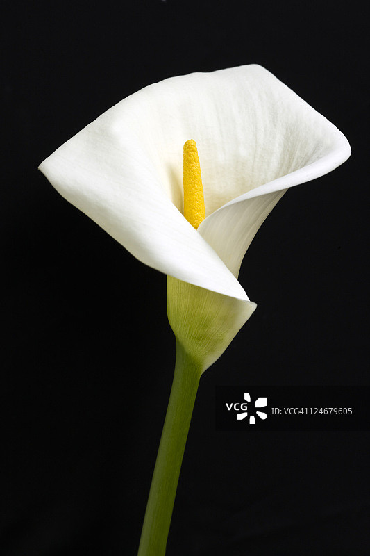 黑色背景下的白色马蹄莲图片素材