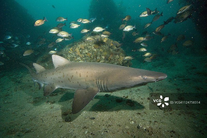 护士鲨（噬人鲨）南非印度洋图片素材
