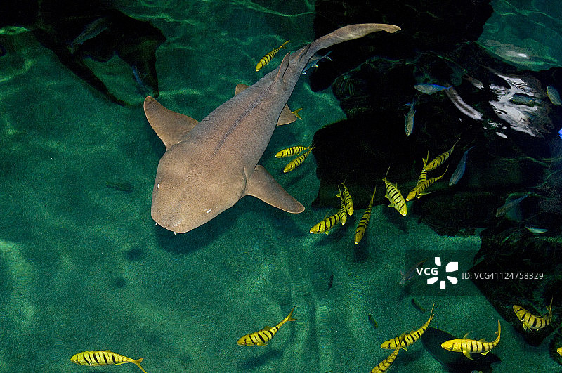 锈色 nurse shark (Nebrius ferrugineus)，法国格劳杜鲁瓦水族馆图片素材