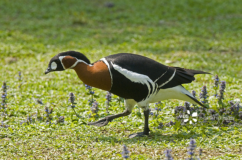 红胸黑雁，法国栋布鸟类公园图片素材