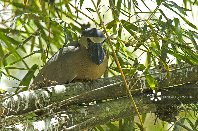 船嘴鹭成鸟，靠近巢穴，哥斯达黎加卡塔戈省图片素材