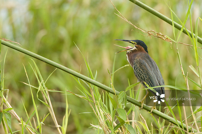 绿鹭成鸟栖息在太平洋海岸哥斯达黎加的树干上图片素材