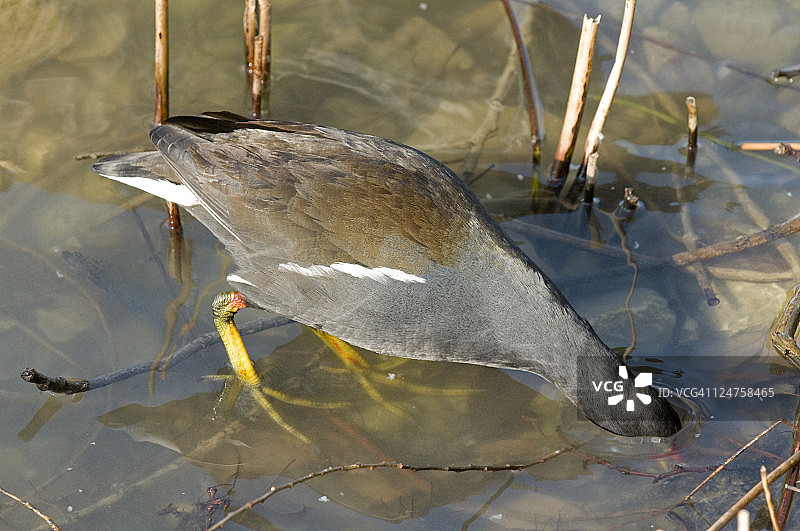 普通骨顶鸡在池塘底部觅食图片素材