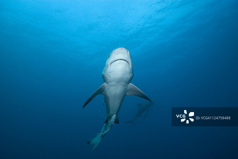 印度洋莫桑比克的公牛鲨图片素材