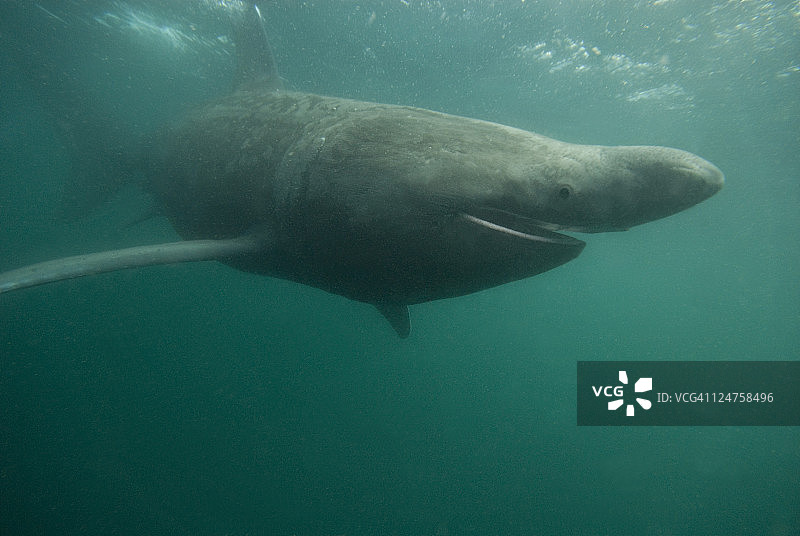 在英国马恩岛以浮游生物为食的姥鲨图片素材