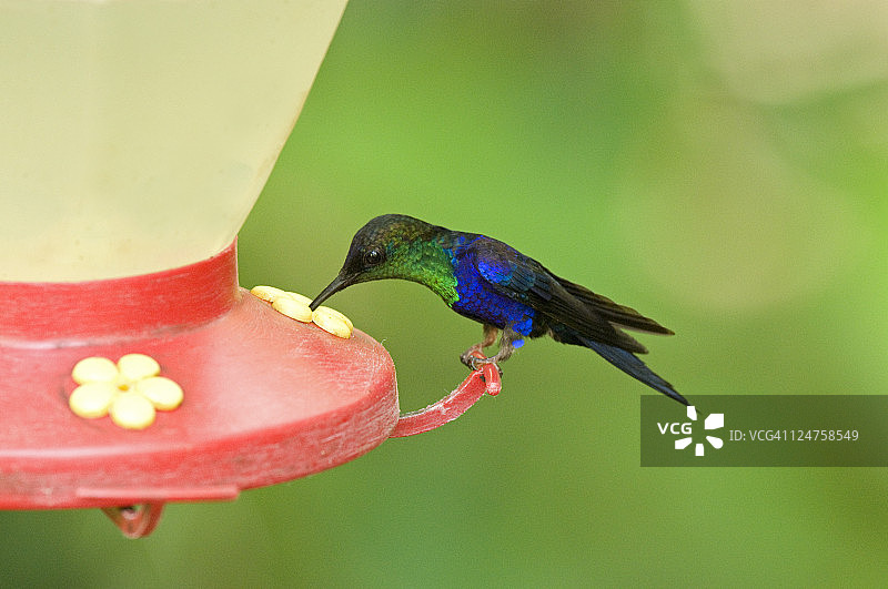 紫冠林 nymph 雄鸟，哥斯达黎加图片素材