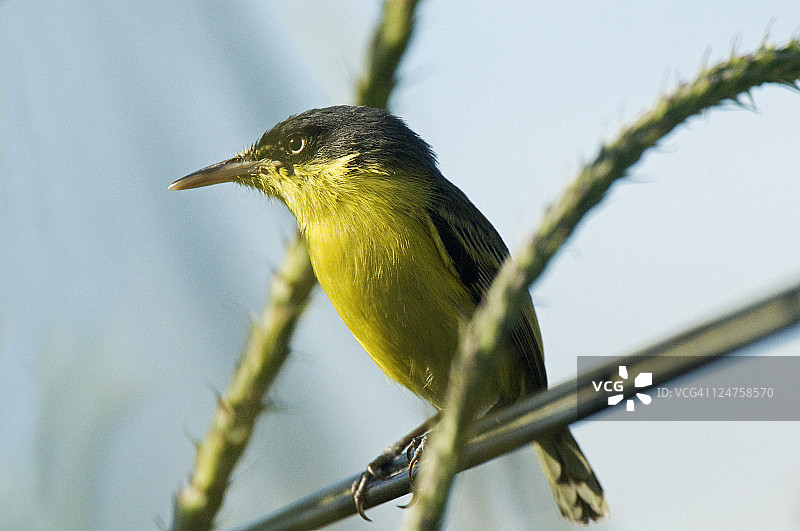 灰头姬鹟，阿雷纳火山，哥斯达黎加，中美洲图片素材