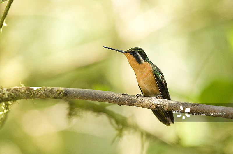 紫喉山宝石蜂鸟（雌性），哥斯达黎加蒙特维德图片素材