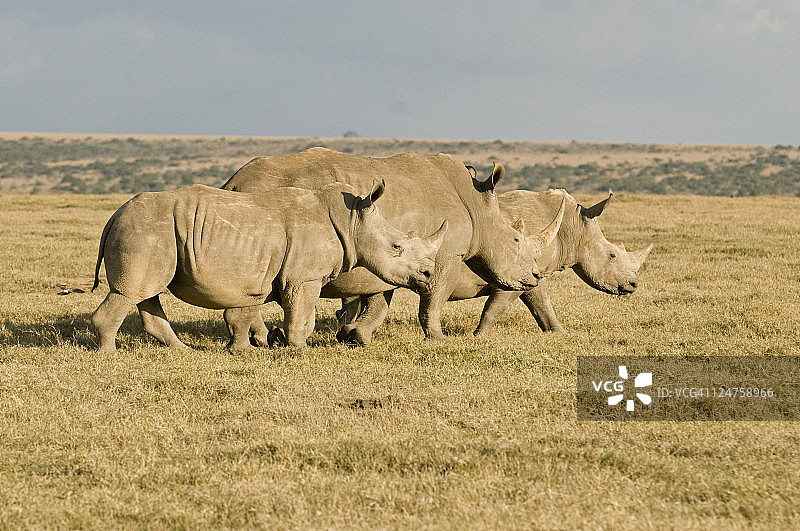 白犀牛结伴而行，肯尼亚山，非洲图片素材