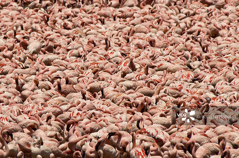 非洲肯尼亚博戈里亚湖的小红鹳图片素材