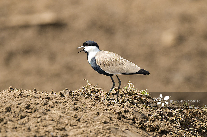 距翅麦鸡，摄于肯尼亚马赛马拉图片素材