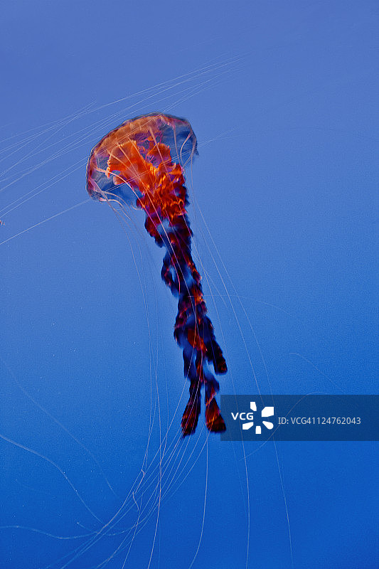 加州蒙特雷湾水族馆水母图片素材