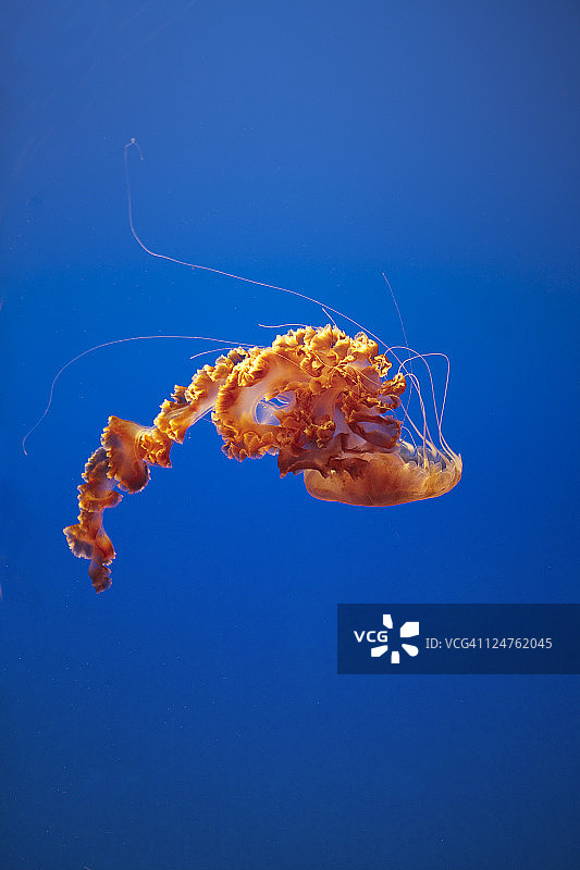 加州蒙特雷湾水族馆水母图片素材