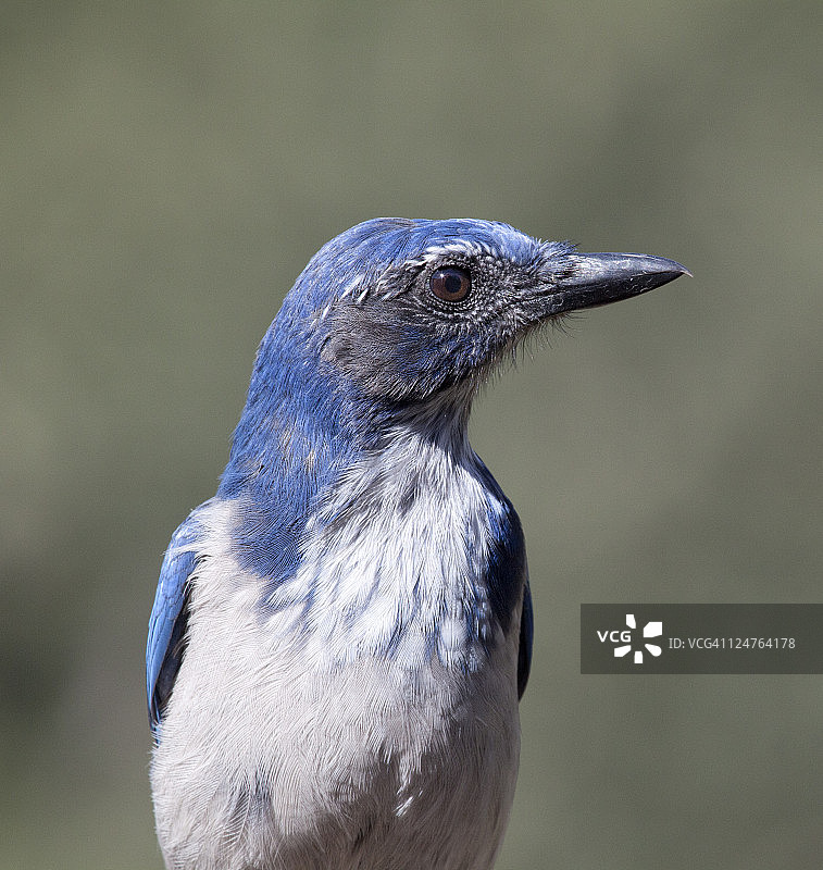 西部丛鸦图片素材