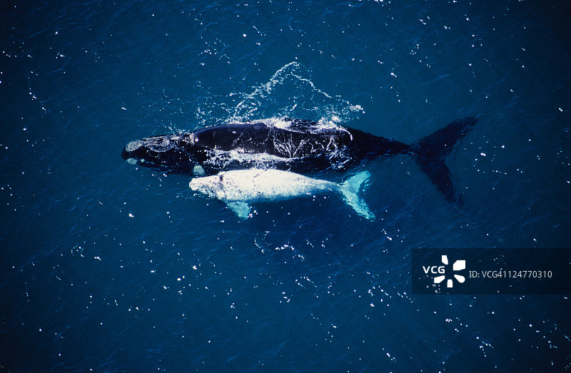 南露脊鲸母子图片素材