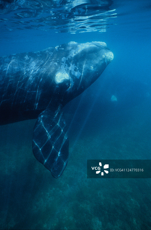 水下南露脊鲸，瓦尔德斯半岛图片素材