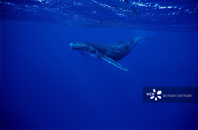 座头鲸幼崽（大翅鲸），留尼旺岛，波利尼西亚图片素材