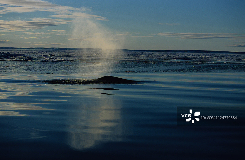 弓头鲸在巴芬岛冰原旁图片素材