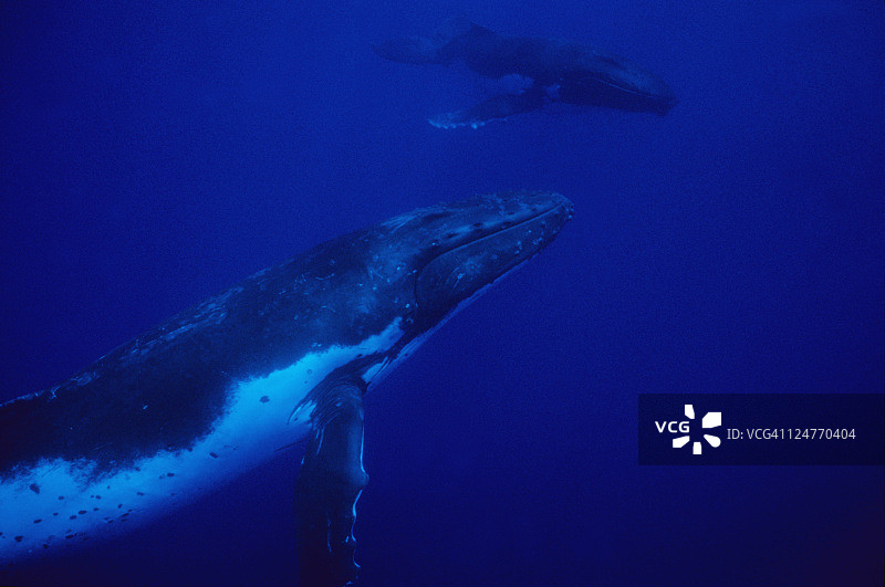 座头鲸母子（法属波利尼西亚）图片素材