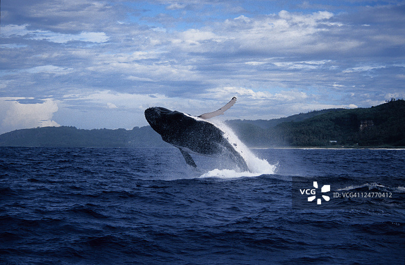 座头鲸跃出水面（大翅鲸，波利尼西亚）图片素材