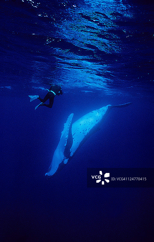 座头鲸，新热带座头鲸，与潜水员，波利尼西亚图片素材