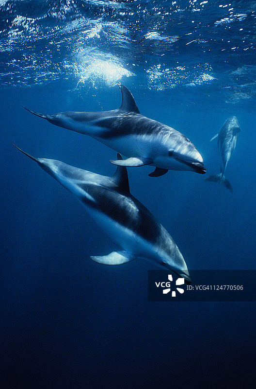 暗色海豚，暗色斑纹海豚，瓦尔德斯半岛，巴塔哥尼亚图片素材