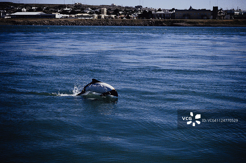 康氏矮海豚，头喙豚，阿根廷图片素材