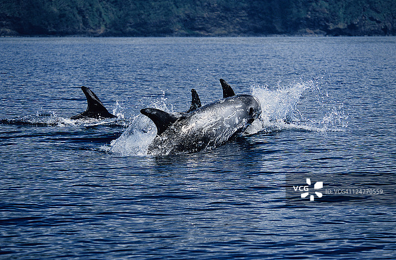 瑞氏海豚在葡萄牙亚速尔群岛海面跳跃图片素材