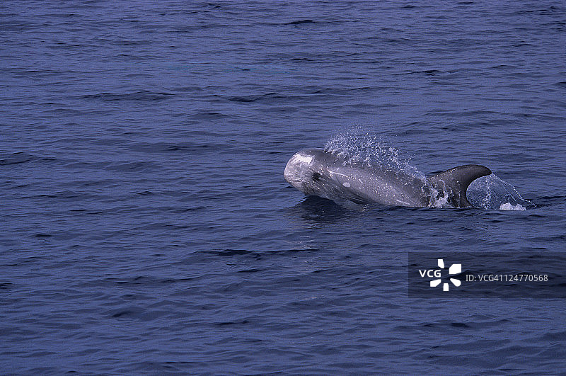 里氏海豚图片素材