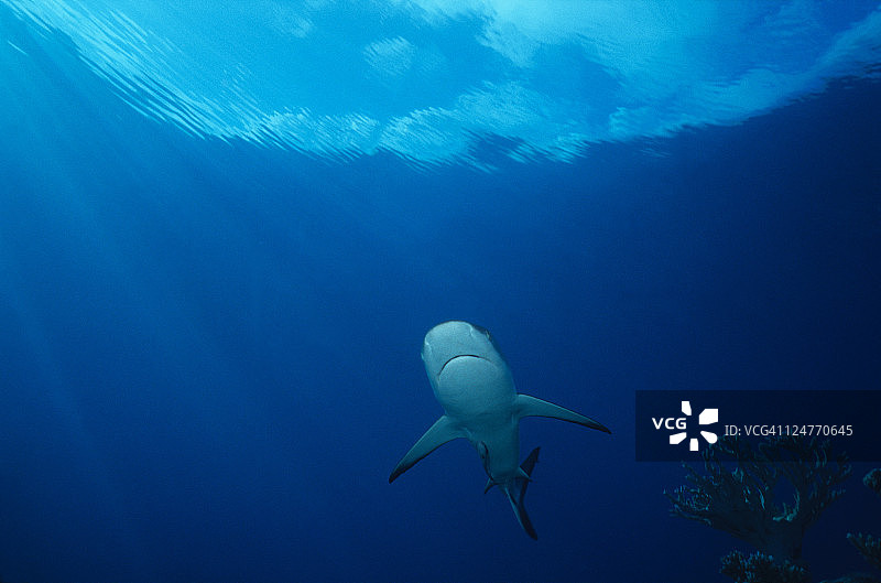 灰三齿鲨，在波利尼西亚游泳图片素材